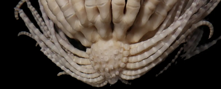 Біля Антарктиди виявлено схожу на інопланетянина океанську істоту з 20 "руками