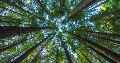 Науковці попереджають, що американські ліси стануть виділяти вуглець до 2070 року