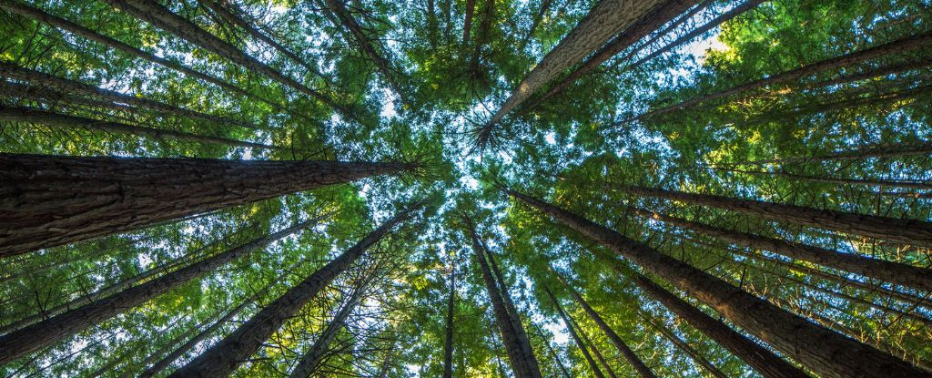 Науковці попереджають, що американські ліси стануть виділяти вуглець до 2070 року