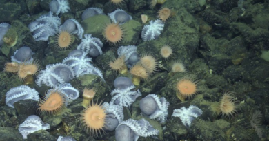 Таємниче місце в океані приваблює тисячі восьминогів. І ось чому