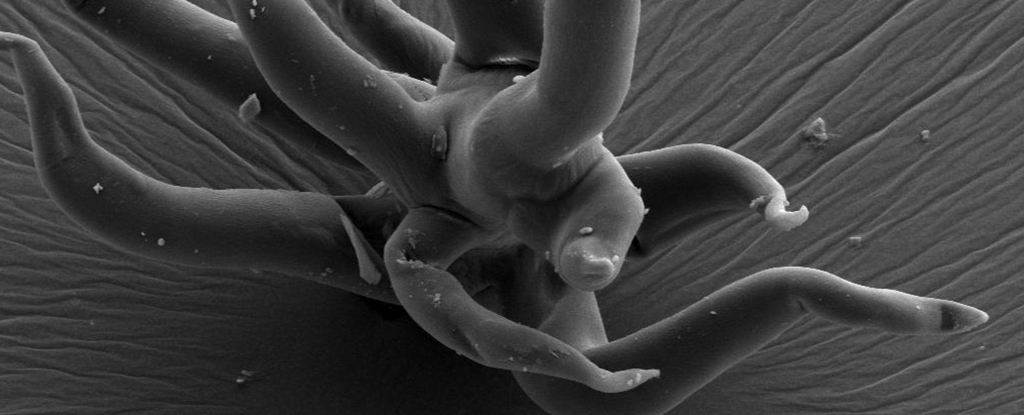 Вчені виявили найдавніші 3D-мікроскам'янілості, які коли-небудь були знайдені