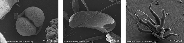 Вчені виявили найдавніші 3D-мікроскам'янілості, які коли-небудь були знайдені