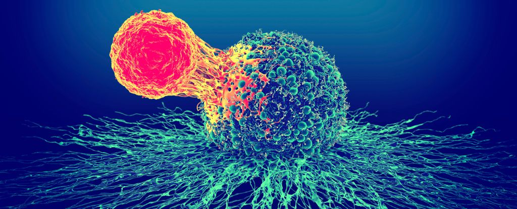 Нещодавно відкриті Т-клітини можуть позбавити пацієнтів на пізніх стадіях раку від пухлин