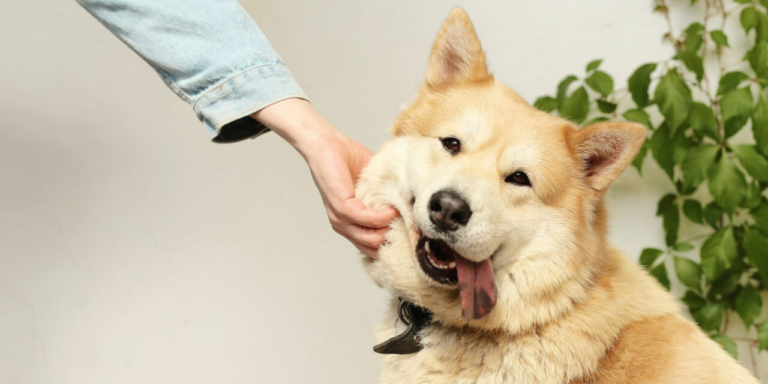 Дослідження довело: погладжування собак позитивно впливає на здоров'я