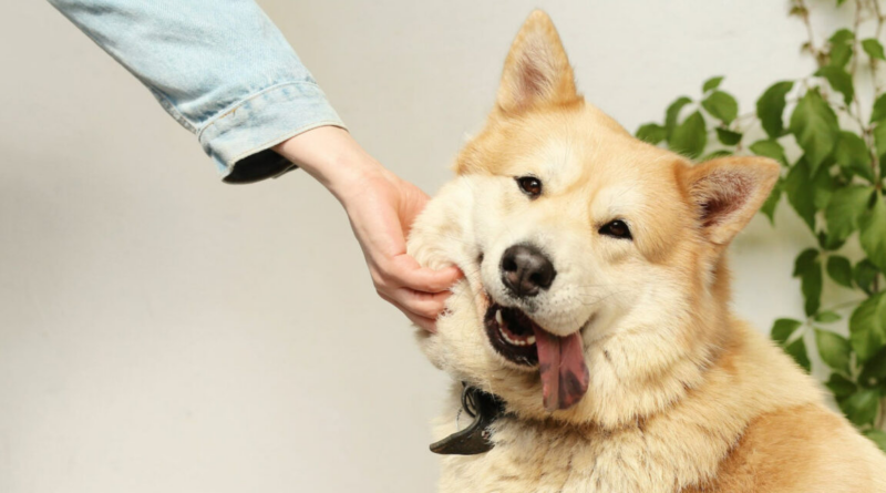Дослідження довело: погладжування собак позитивно впливає на здоров'я