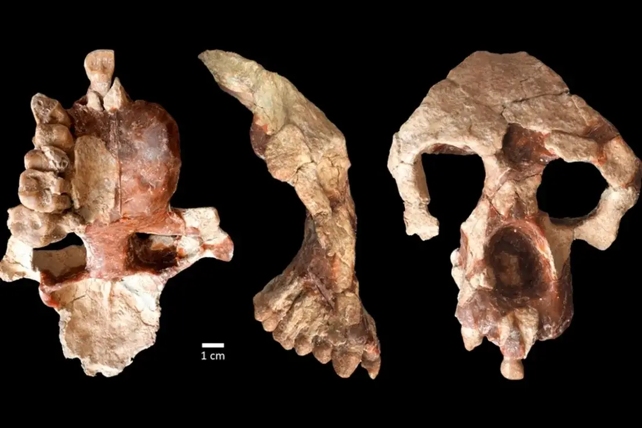 Фрагменти черепа стародавньої мавпи