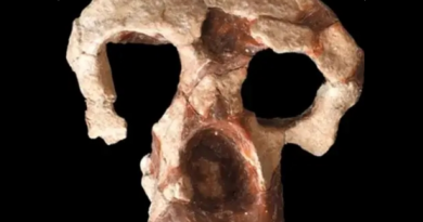 Таємничий череп ставить під сумнів теорію розвитку предків людини