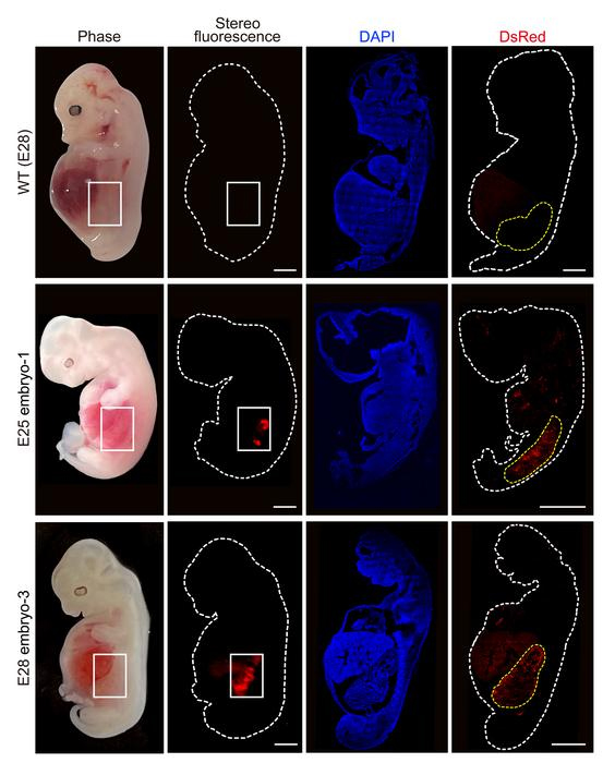 Вперше в світі: Нирки, вирощені з людських клітин у свинячих ембріонах