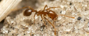 Вчені попереджають: Інвазивні червоні вогняні мурахи поширилися у Європі