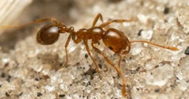 Вчені попереджають: Інвазивні червоні вогняні мурахи поширилися у Європі