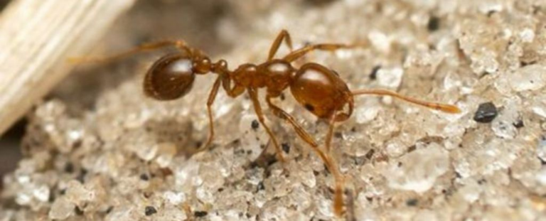 Вчені попереджають: Інвазивні червоні вогняні мурахи поширилися у Європі