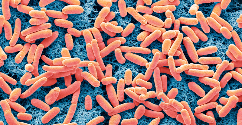 Вчені сконструювали бактерії кишкової палички для виробництва електроенергії