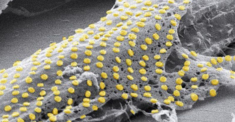 Вчені знайшли спосіб "татуювати" живі клітини золотом