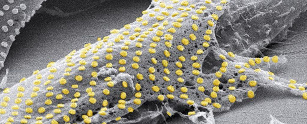 Вчені знайшли спосіб "татуювати" живі клітини золотом