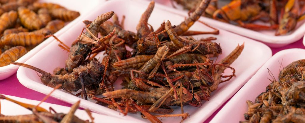 Вживання комах може сприяти покращенню метаболізму, - дослідження