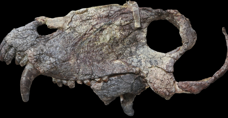 Вчені знайшли череп гігантського хижака, який жив задовго до динозаврів