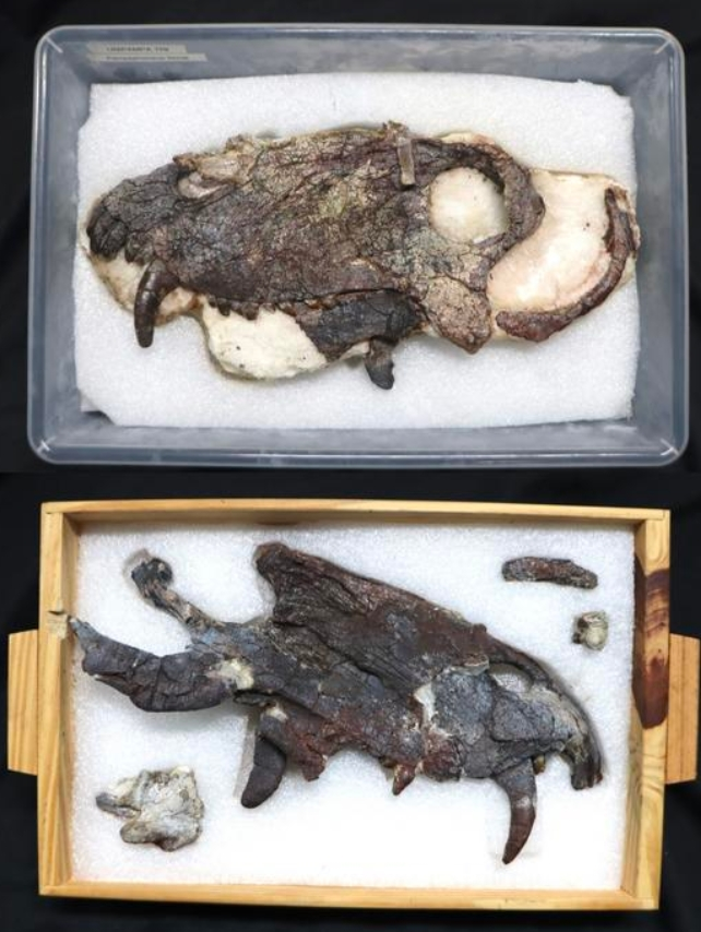 Вчені знайшли череп гігантського хижака, який жив задовго до динозаврів