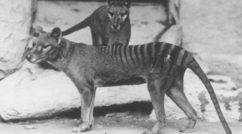 Винищений тасманійський вовк став першою вимерлою твариною, у якої витягли РНК