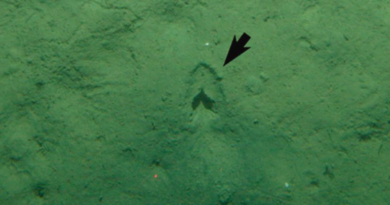 Вчені розгадали таємницю глибоководних слідів копит