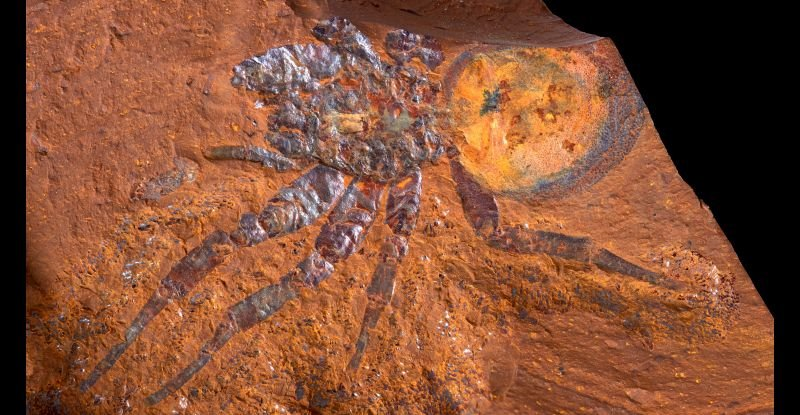 Скам'янілість "гігантського" павука-люкаря знайдено в Австралії