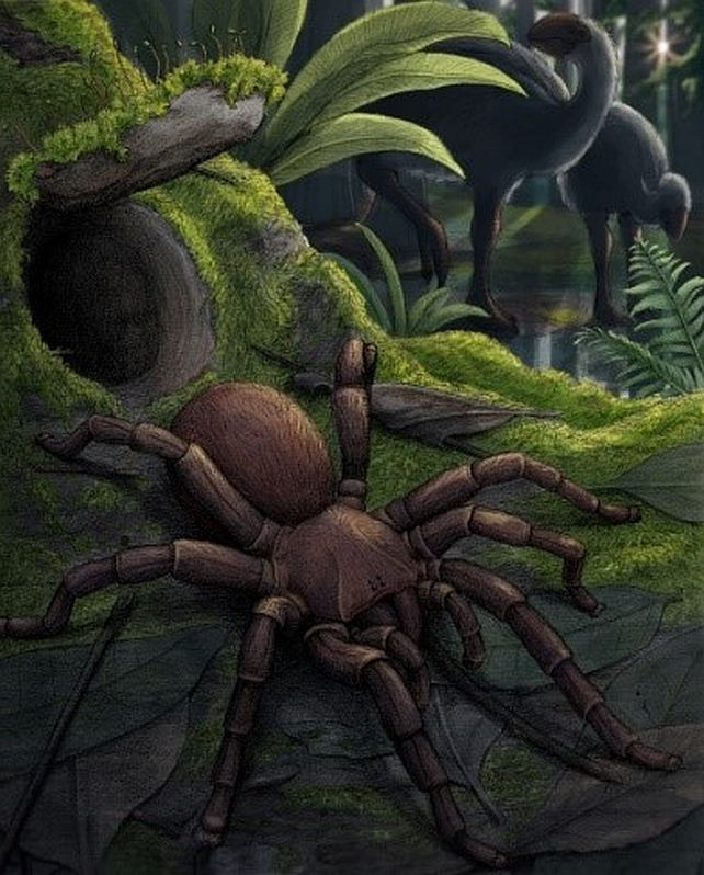 Скам'янілість "гігантського" павука-люкаря знайдено в Австралії
