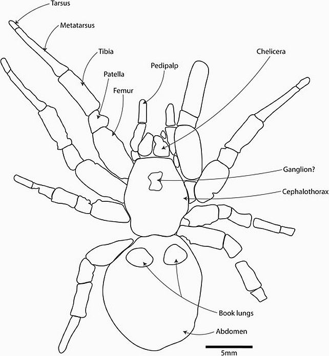 Скам'янілість "гігантського" павука-люкаря знайдено в Австралії