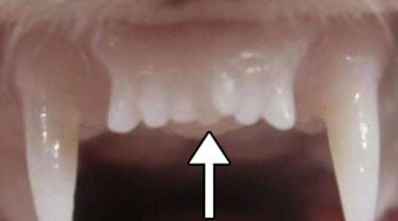 Японський стартап розробив препарат для відновлення зубів і розпочав клінічні випробування