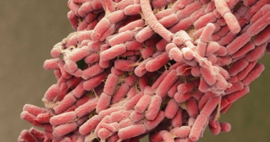 Деякі антибіотики продовжили життя бактеріям