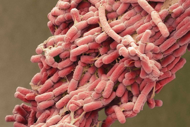 Деякі антибіотики продовжили життя бактеріям