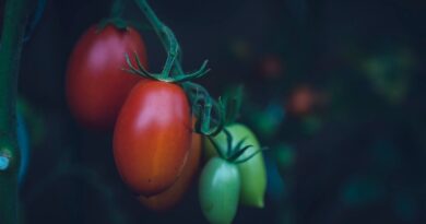 Генна модифікація надала помідорам міцність для збирання комбайном