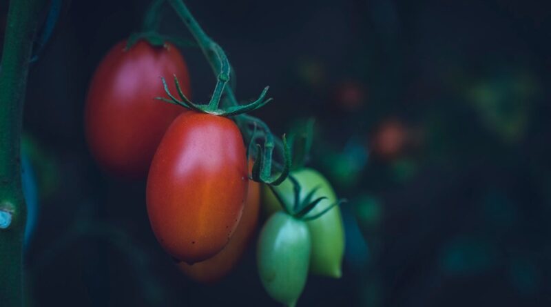 Генна модифікація надала помідорам міцність для збирання комбайном