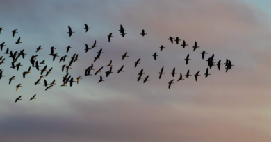 Магнітні бурі змусили птахів "переходити до планеризму"