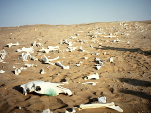 Знайдено сліди найдавнішого і наймасовішого вимирання