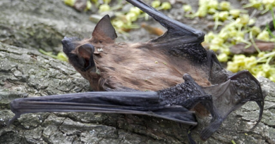 Стрес різко погіршив фертильність самців кажанів