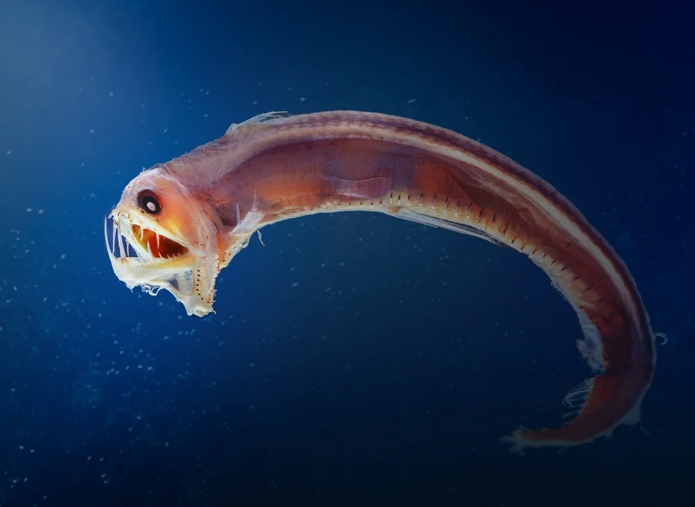 Риби розкрили причину зміни розвитку обличчя людини