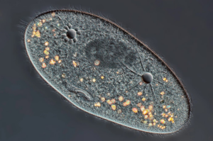 В інфузорії виявили унікальні відхилення в генетичному коді