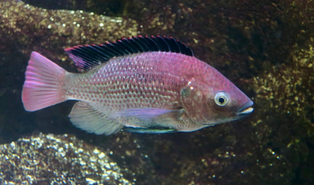Африканські риби поставили рекорд за швидкістю утворення нових видів