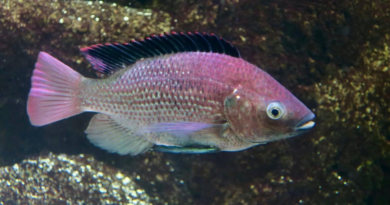Африканські риби поставили рекорд за швидкістю утворення нових видів