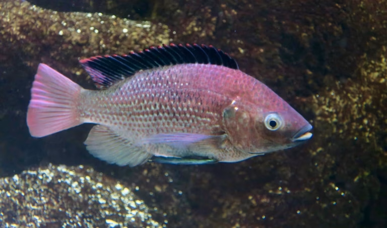 Африканські риби поставили рекорд за швидкістю утворення нових видів