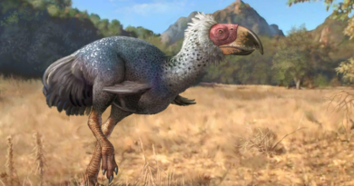 Палеонтологи вперше вивчили сліди "жахливих птахів"