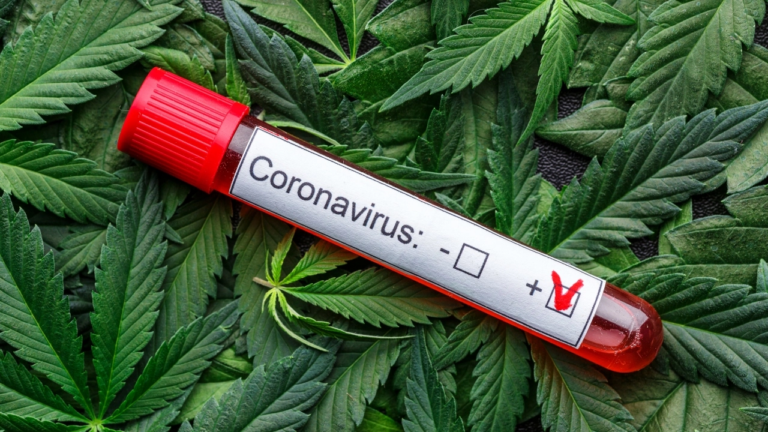 Курці канабісу перенесли Covid-19 краще за інших