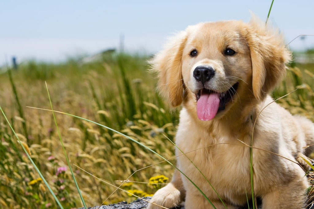 Учені відкрили ген довголіття у популярної породи собак