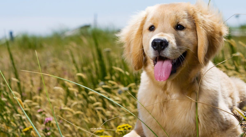 Учені відкрили ген довголіття у популярної породи собак