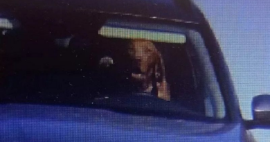 В Словаччині на камеру контролю швидкості потрапив собака-порушник за кермом автомобіля