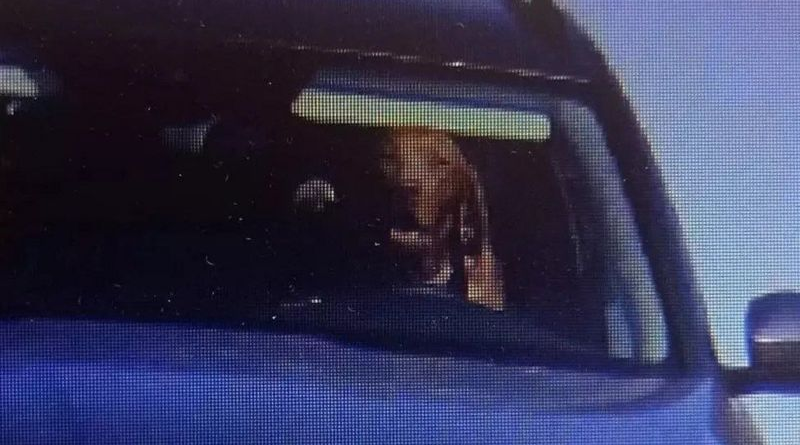 В Словаччині на камеру контролю швидкості потрапив собака-порушник за кермом автомобіля