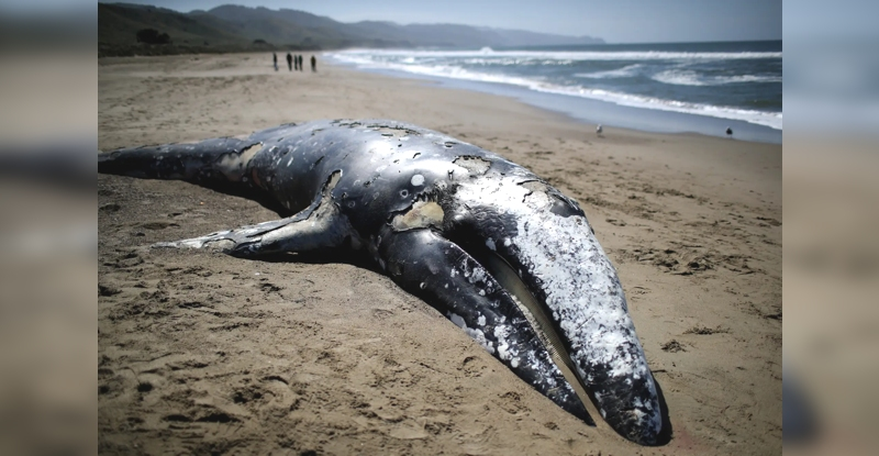 "Незвичайна" таємниця мертвих китів, що викидаються на узбережжя США, може бути розгадана
