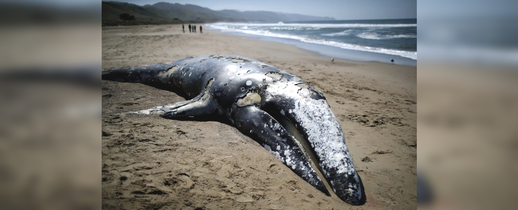 "Незвичайна" таємниця мертвих китів, що викидаються на узбережжя США, може бути розгадана