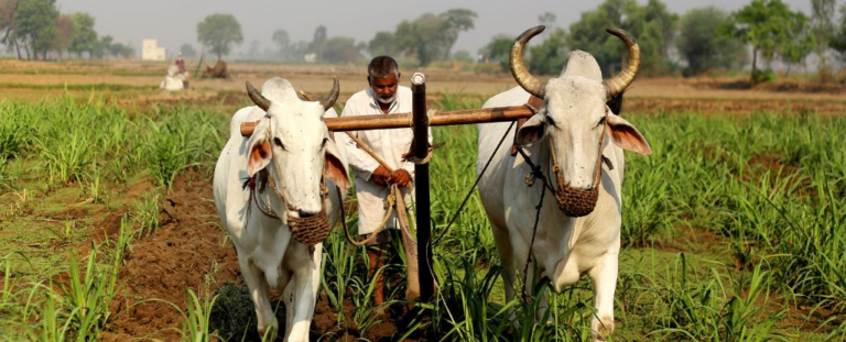 Одомашнення тварин назавжди змінило здоров'я людини - і не на краще