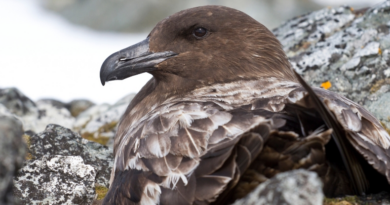 В Антарктиці вперше виявлено смертельну форму пташиного грипу