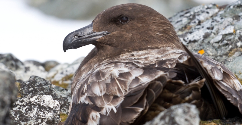 В Антарктиці вперше виявлено смертельну форму пташиного грипу
